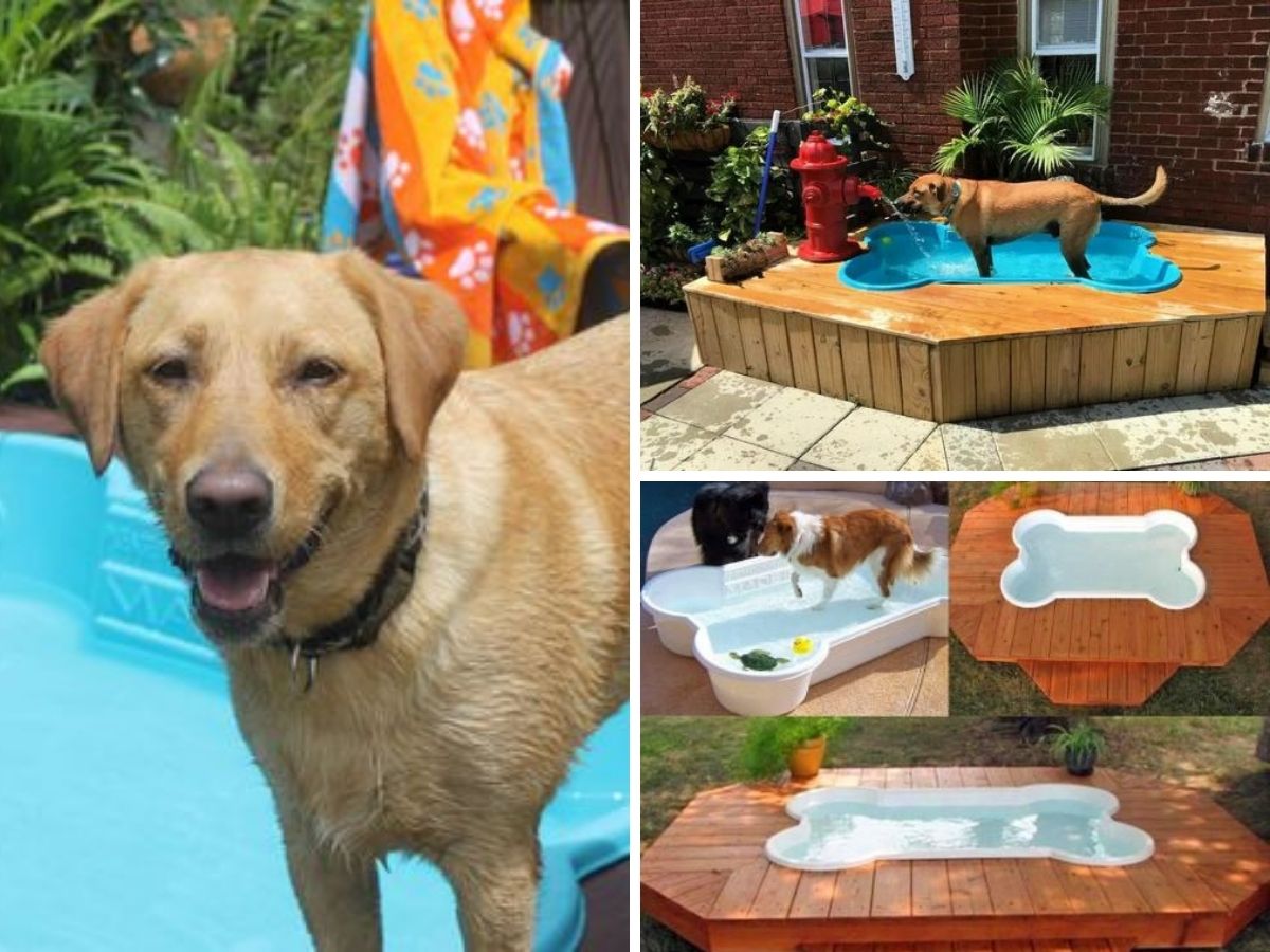 piscine diy pour chien